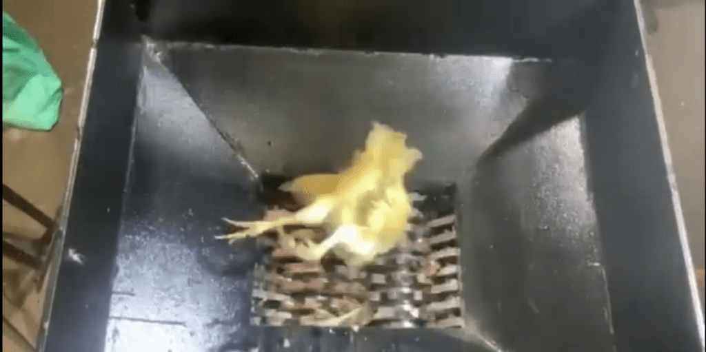 Chicken Waste Shredding